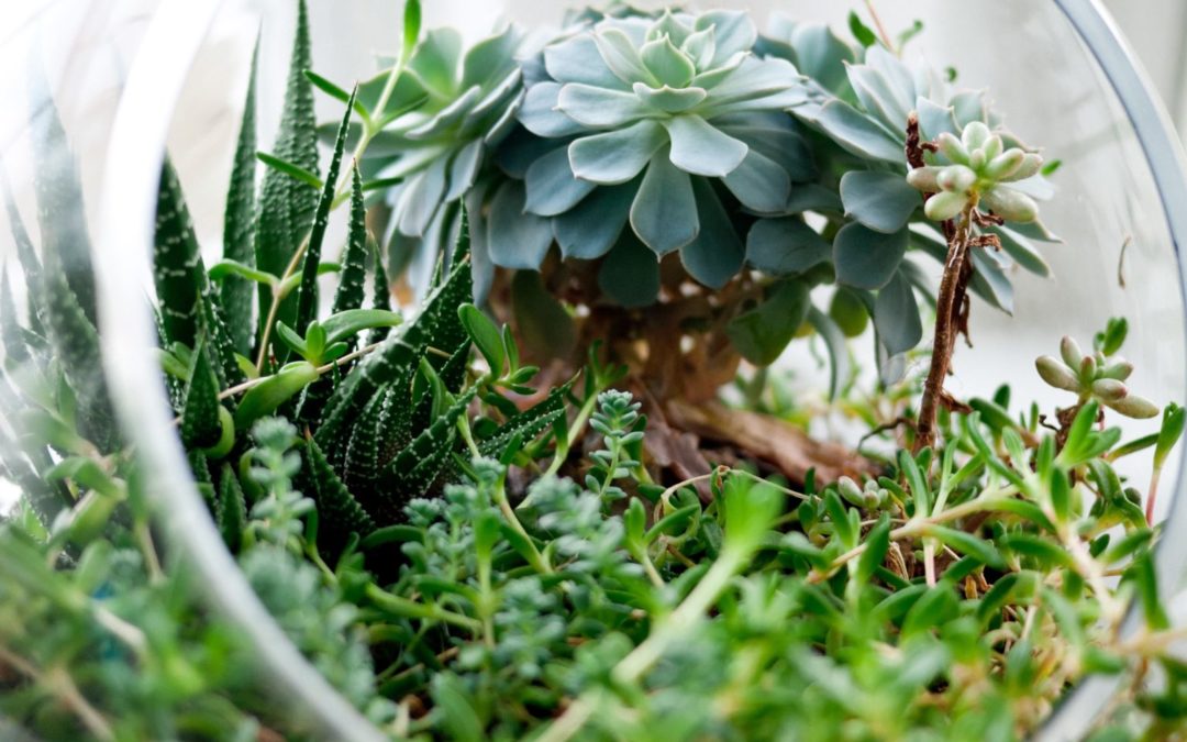 Image of plants in a terrarium