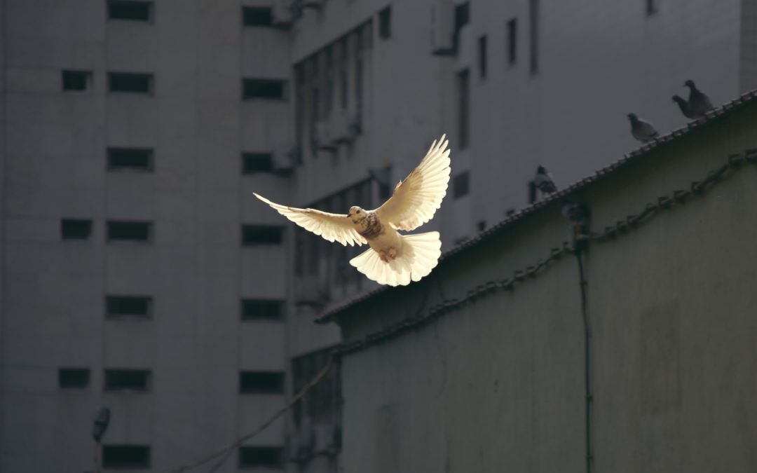 Image of a bird in flight