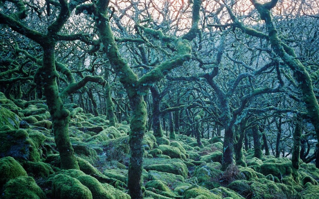 Image of cool looking trees