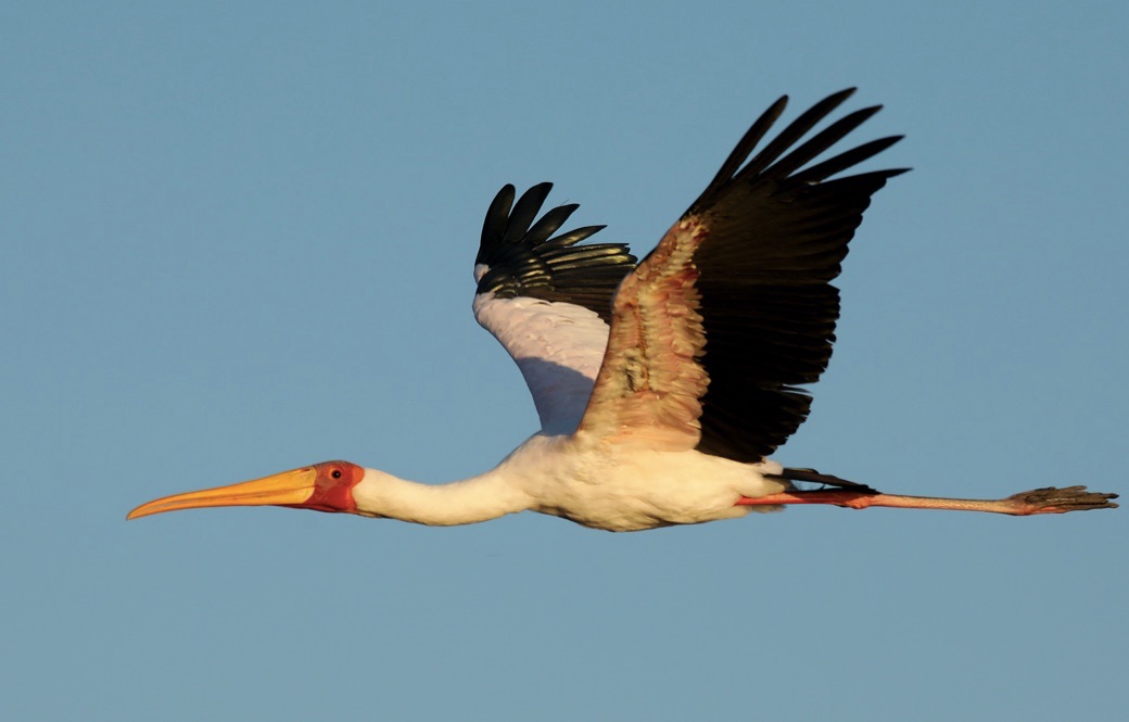 Image of a bird in flight