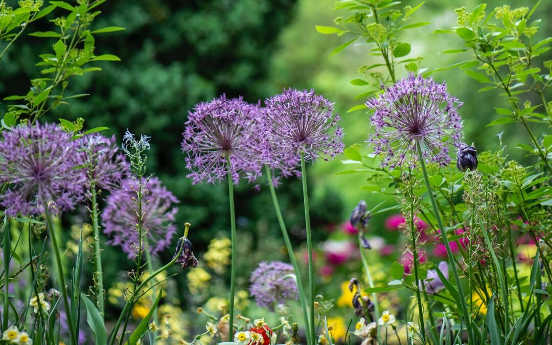 Image of a garden