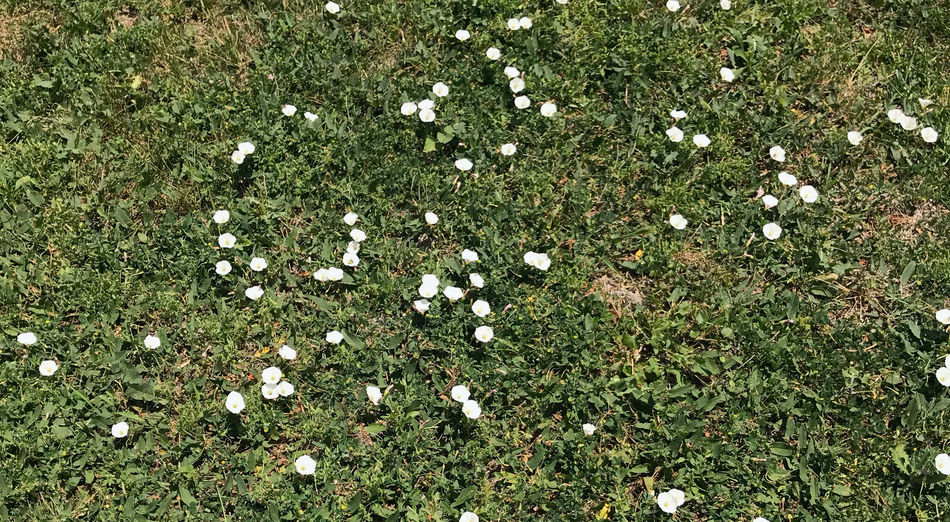 My Lawn Is Dead And I Don’t Care