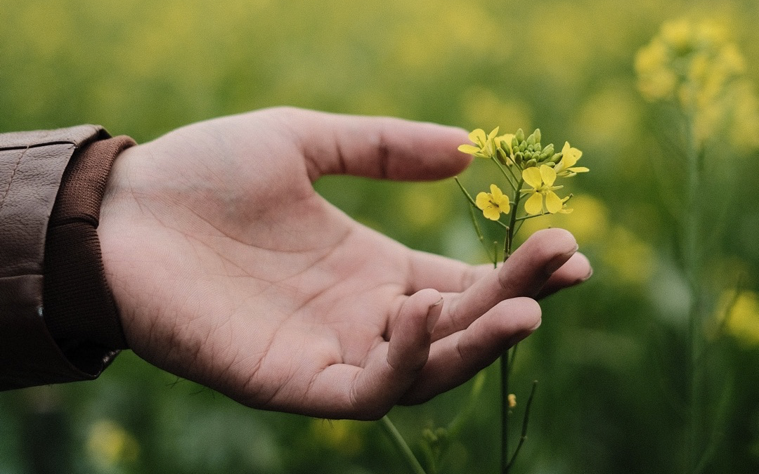 Image of a hand reaching toward a wildflower