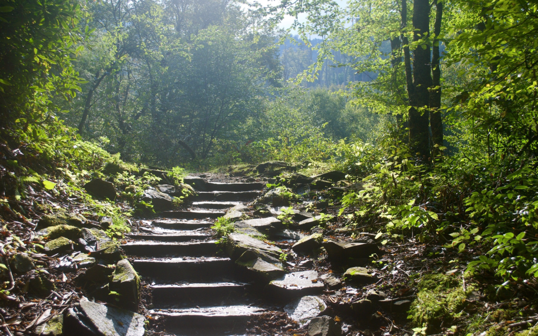 Image of a path in the woods