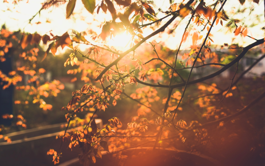 Image of autumn leaves with rays of sun